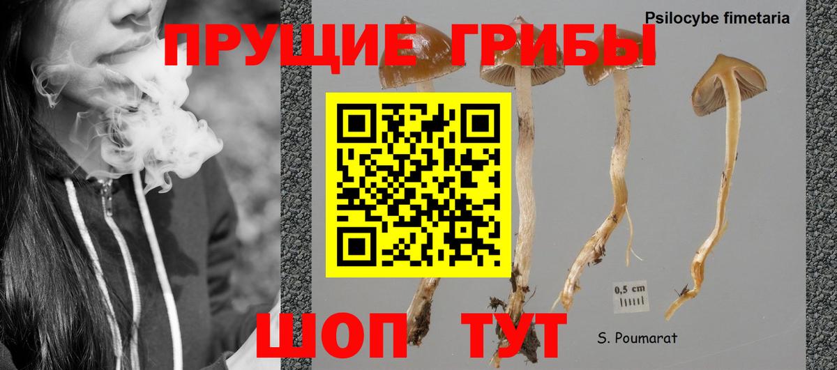 Галлюциногенные грибы мицелий  Галлюциногенные грибы GOLDEN TEACHER  Алейск 